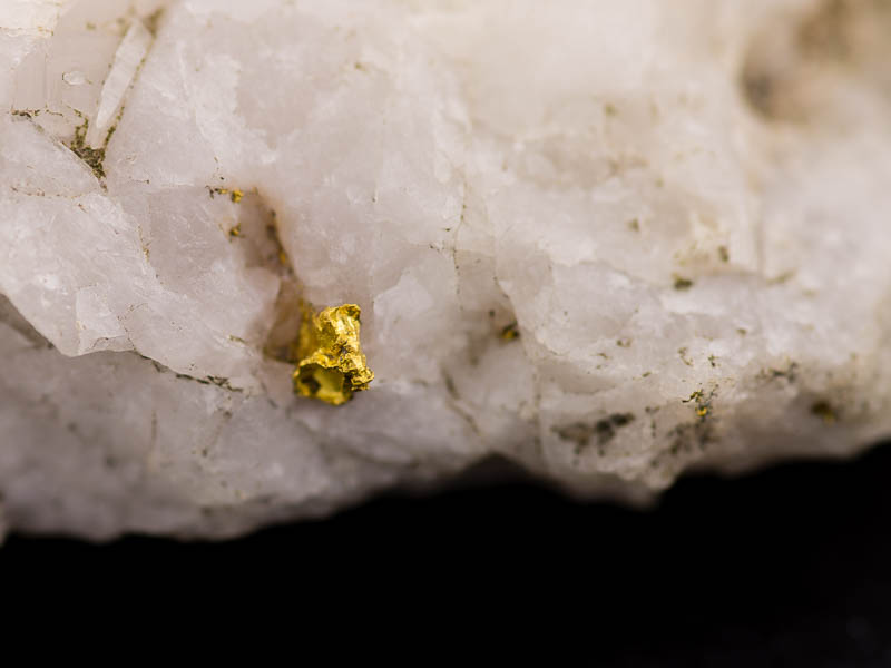 Gold in quartz specimen of Tasmanian gold