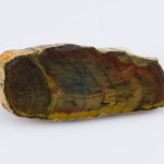 Petrified wood from Swansea