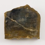 Petrified wood from Lune River