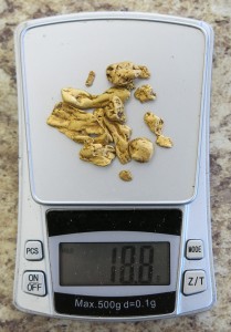 Tasmanian gold nuggets found metal detecting